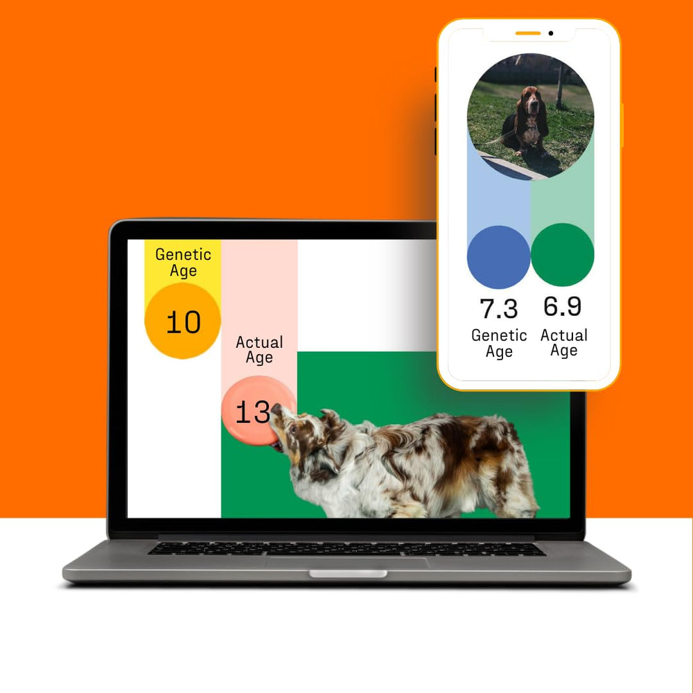 DNA My Dog breed database exploration helps you understand traits.