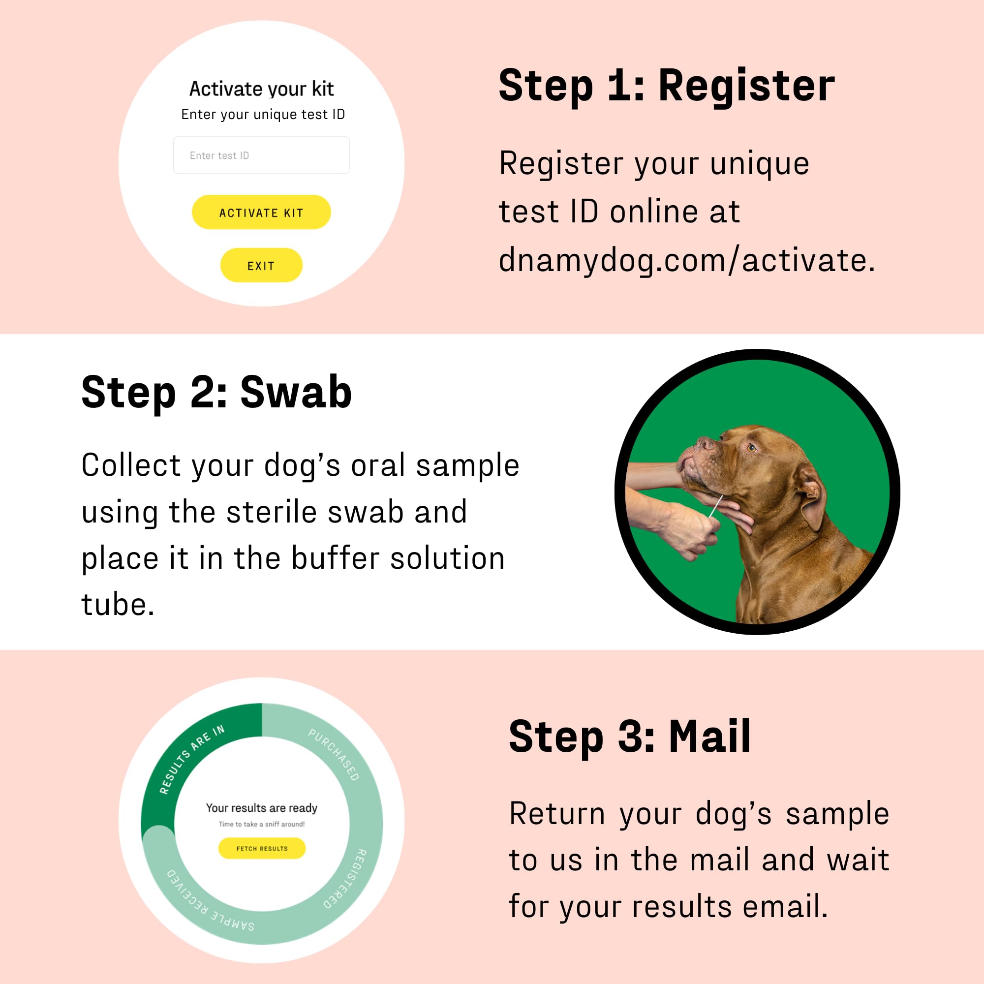 DNA MY DOG online report gives quick, clear allergy insights.