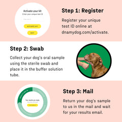 DNA MY DOG online report gives quick, clear allergy insights.