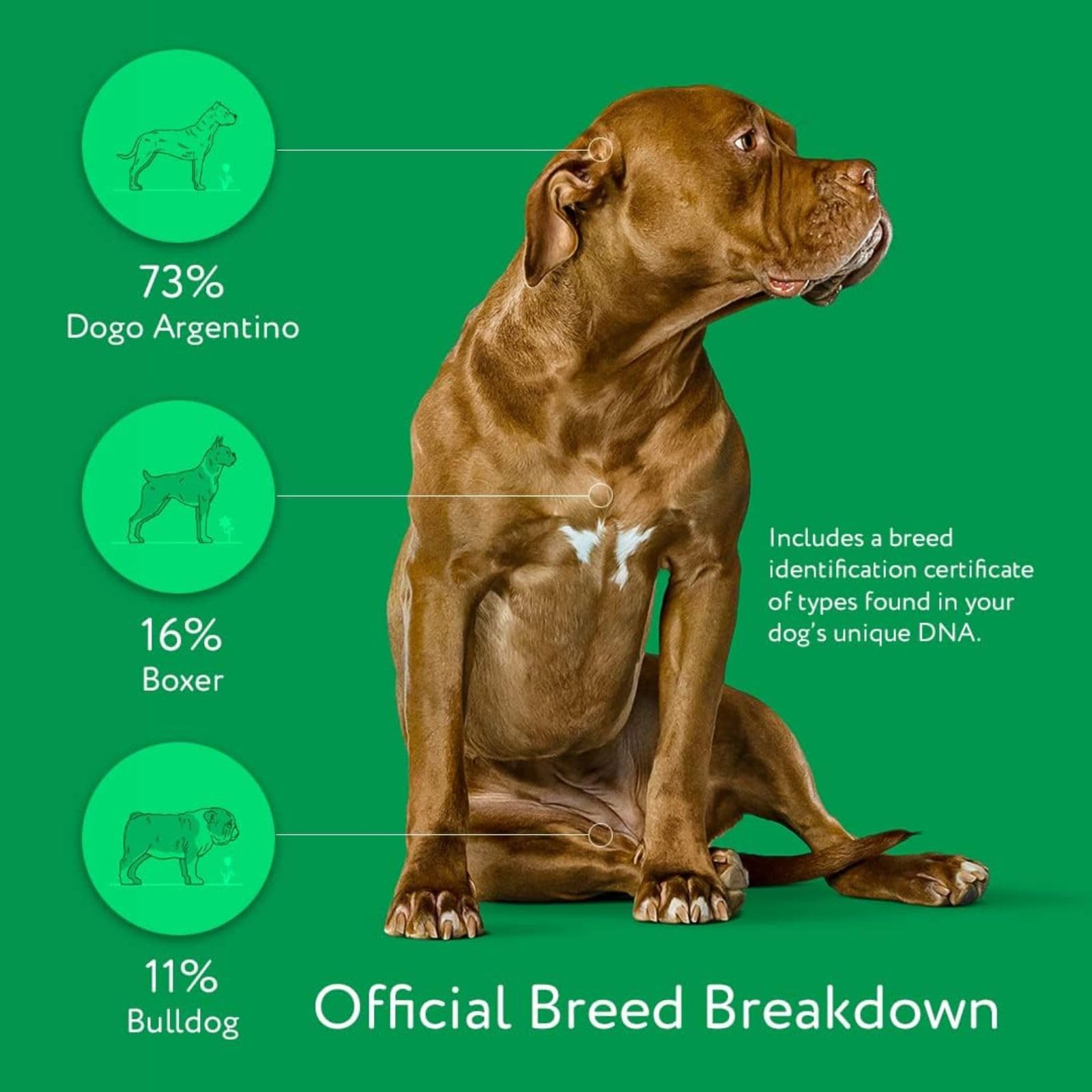 DNA MY DOG personality and bonding tips for training and bonding.