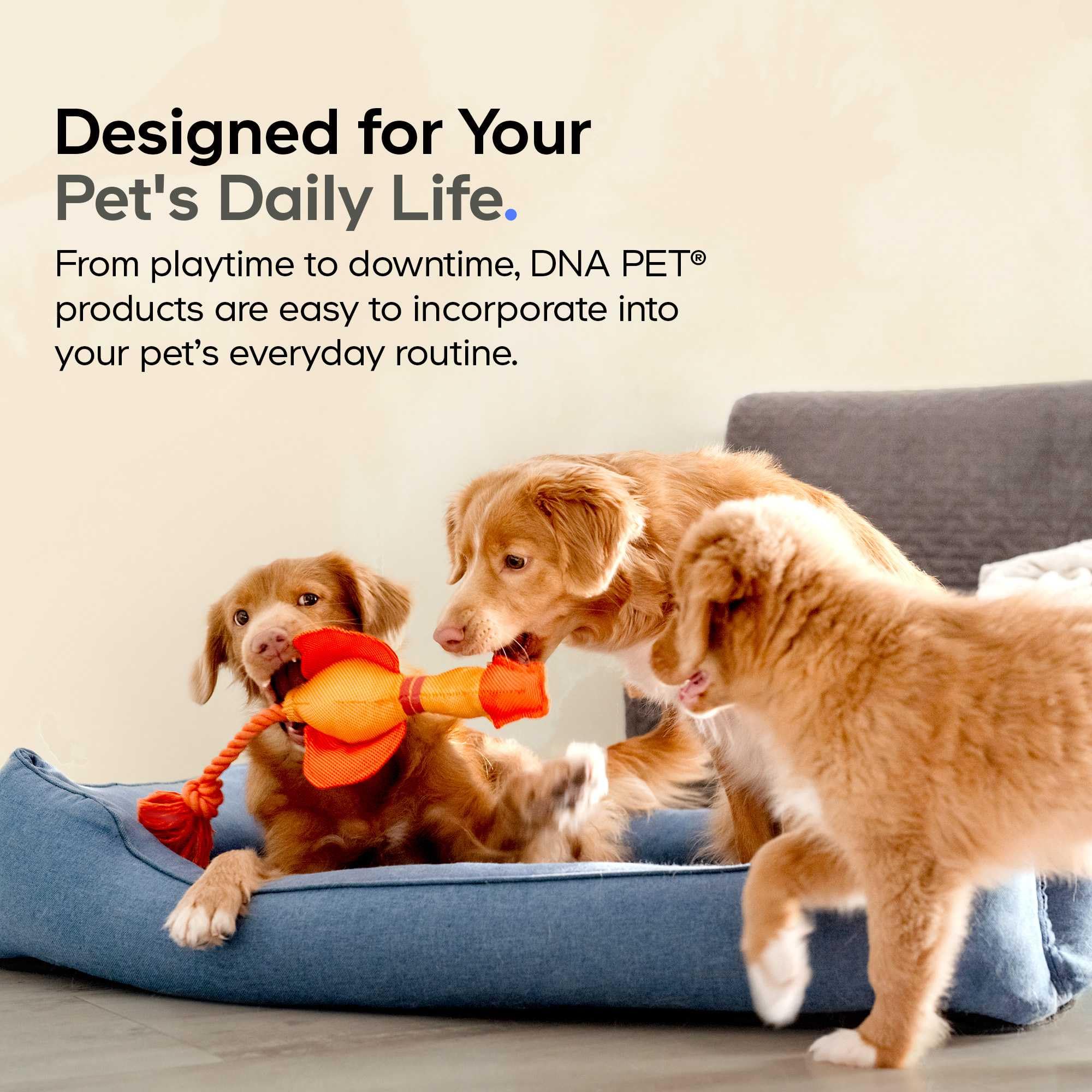 DNA PET vitamin C, biotin and MSM visual for daily nutrition