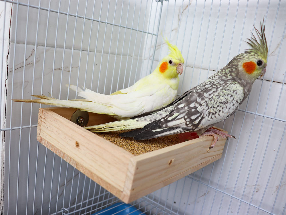 Dnoifne small animal cage accessory for snack time and play.