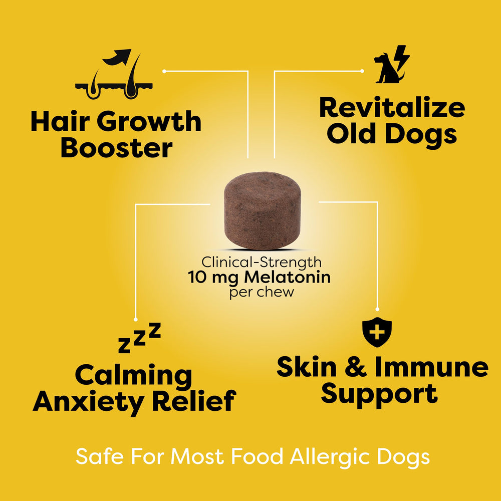 Doc Itchy senior dog chews closeup shows relaxed comfort during daily routines