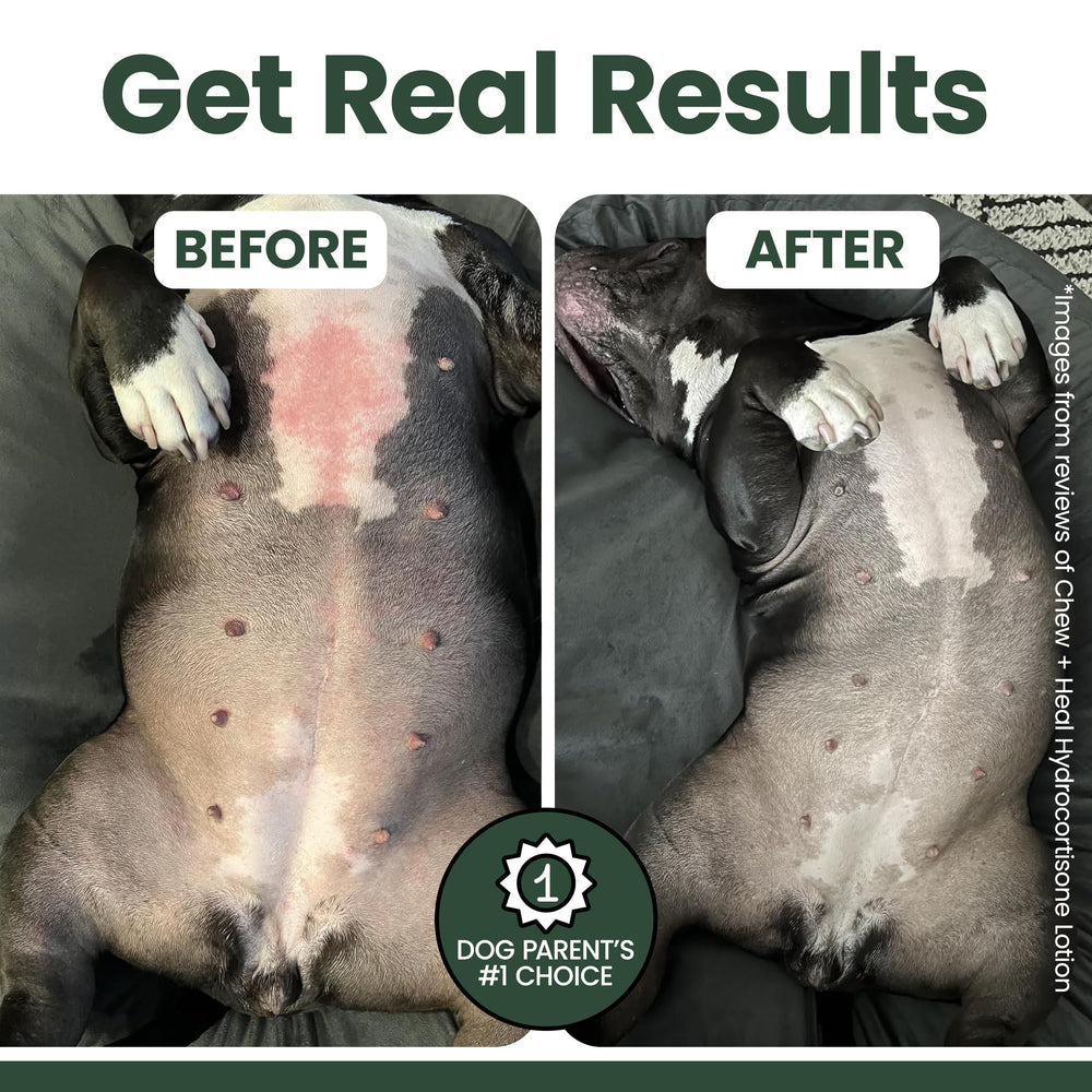 Dog with calm expression after Chew + Heal spray treatment on irritated skin.