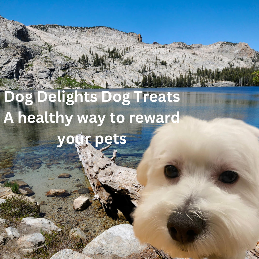 Dog enjoying Dog Delights Chewy Duck Sticks during treat time.