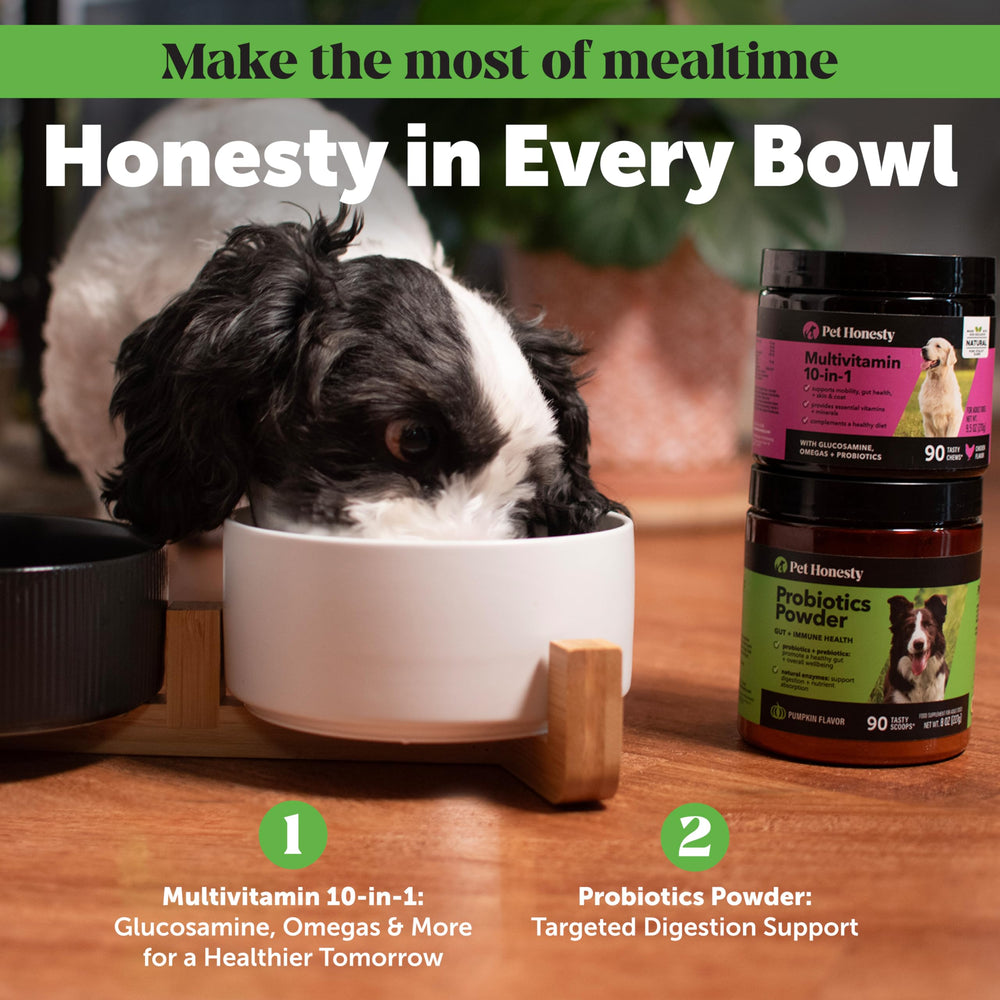 Dog enjoying probiotic powder topping; supports digestion when added to meals.