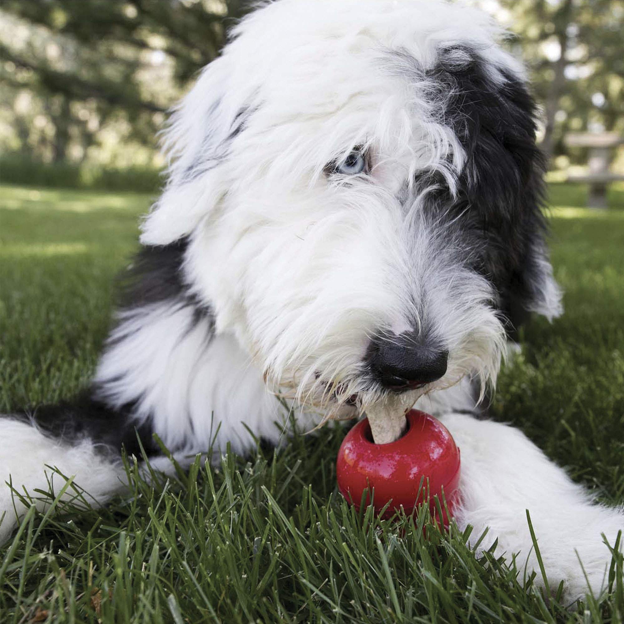 Dog enjoys Ziggies as a tasty treat during playtime.