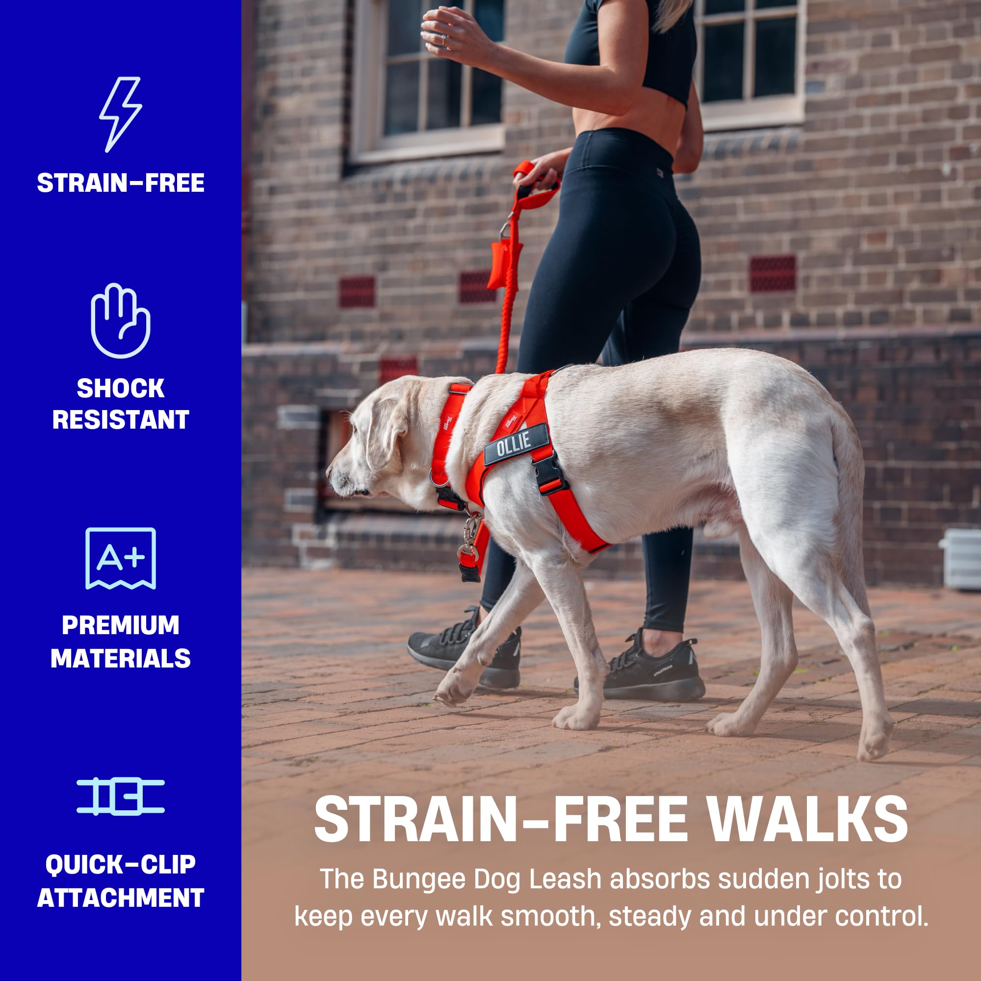Dog Friendly Co Bungee leash heavy-duty clip for secure control