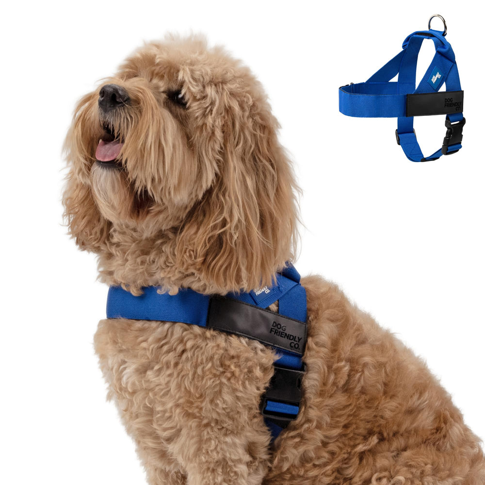 Dog Friendly Co harness showing back D-ring for daily walks