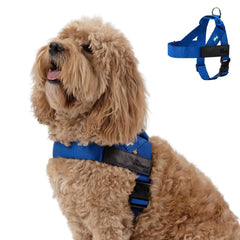 Dog Friendly Co harness showing back D-ring for daily walks