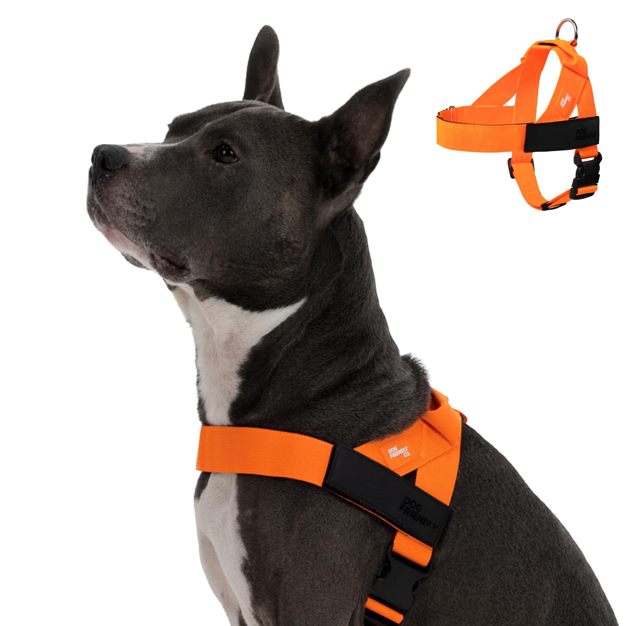 Dog Friendly Co Harness back D-ring for secure daily walks.