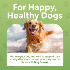 Dog Greens powder scoop over kibble for an easy daily boost.