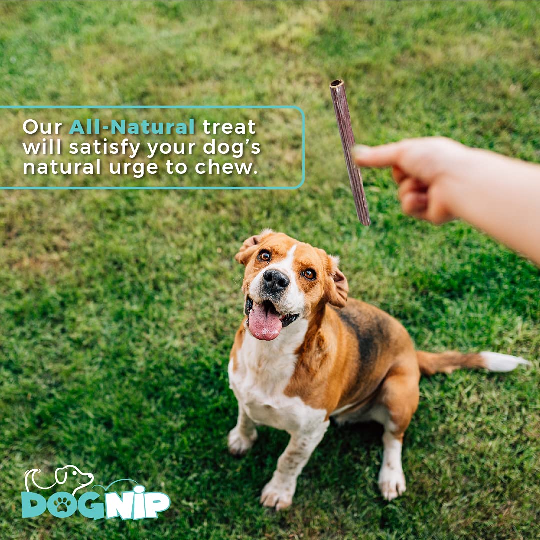 Dog Nip 6-inch chews; supports enjoyable gnawing and dental wear.