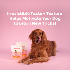 Dog during training session with Pupford cheddar treats