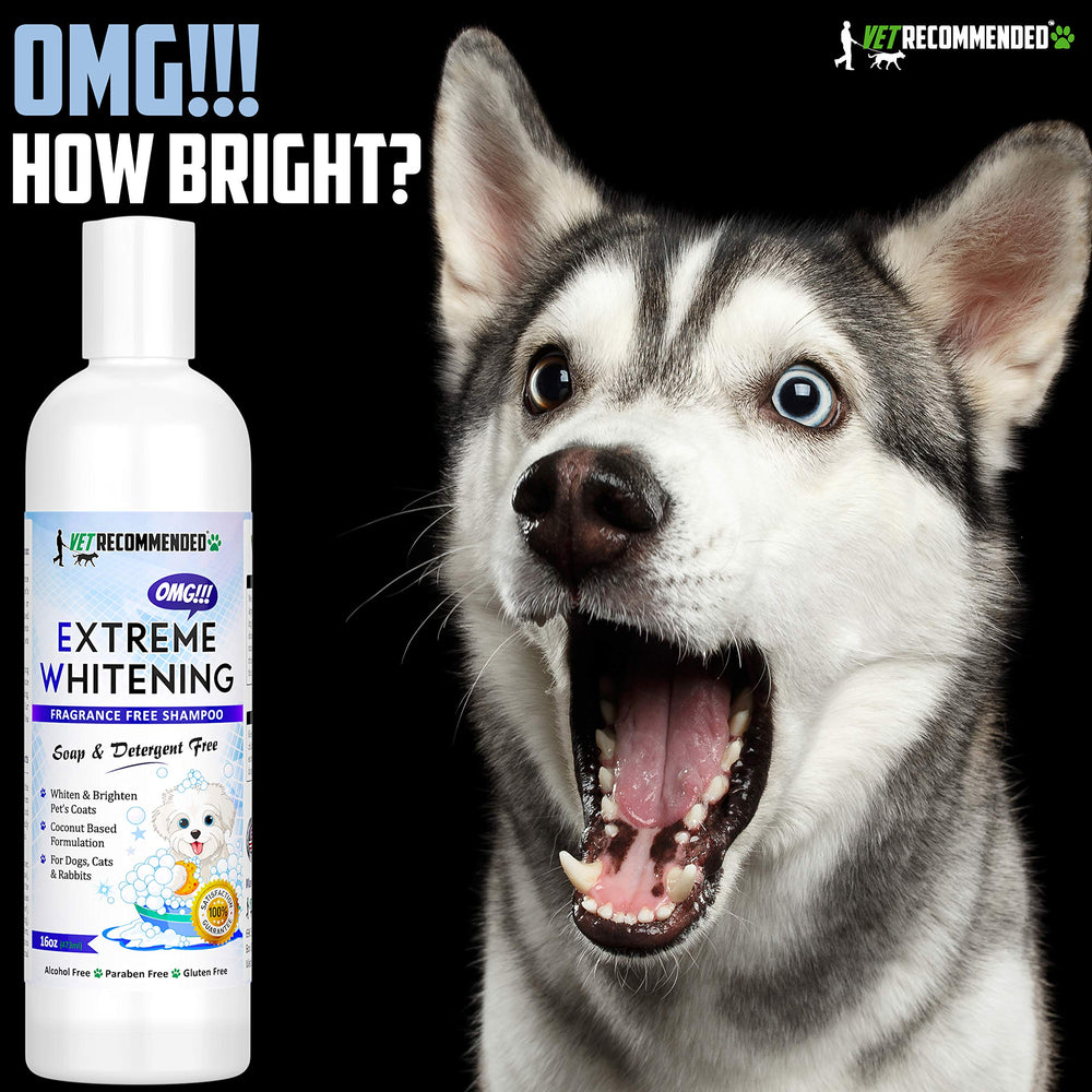 Dog with a bright white coat after using Vet Recommended OMG Extreme Whitening Shampoo.