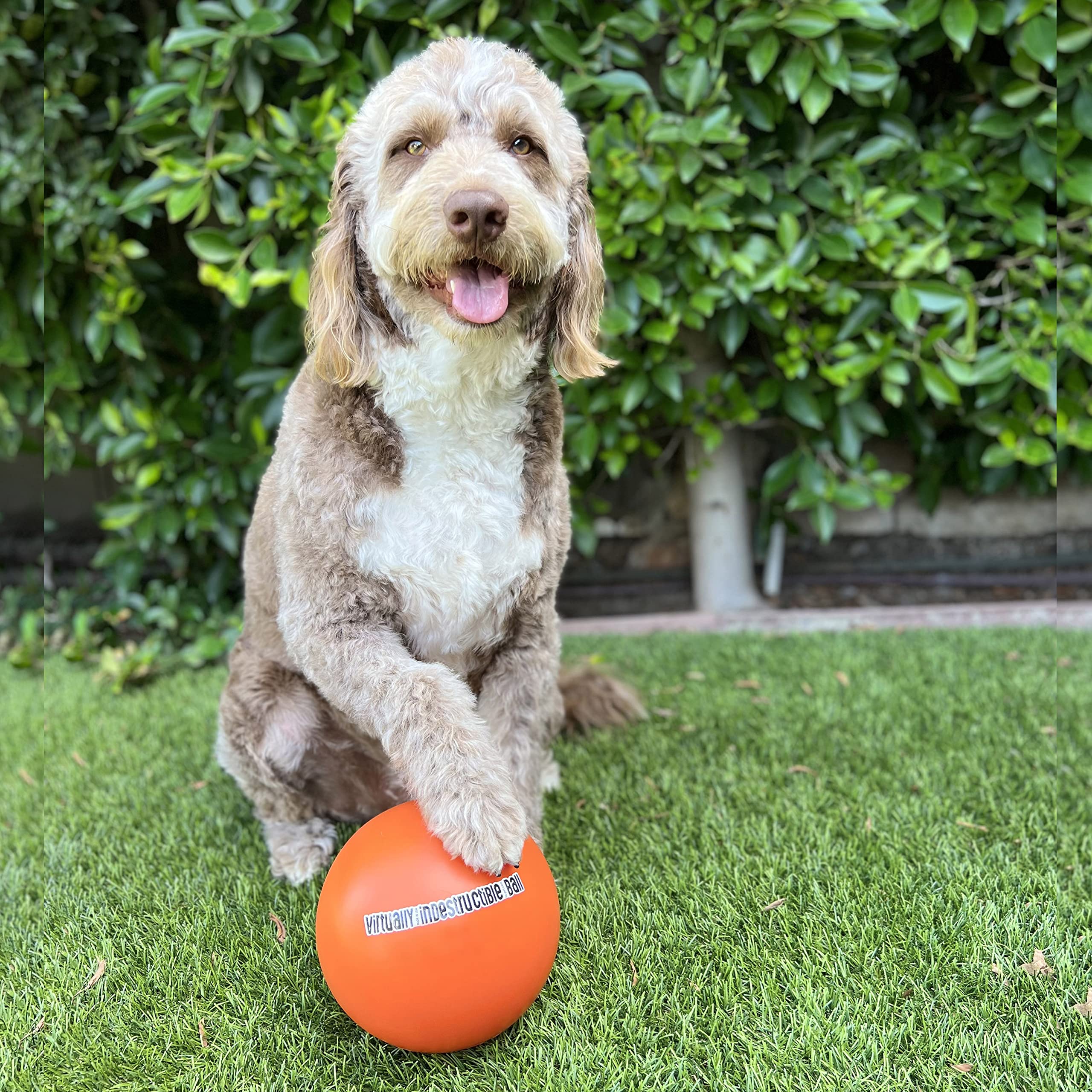 Doggie Dooley 8-inch ball on grass for supervised outdoor activity.