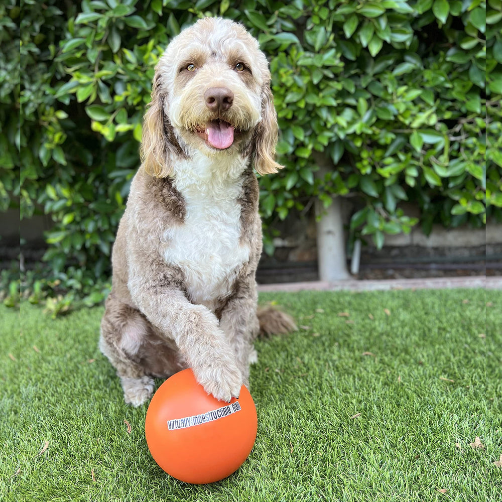 Doggie Dooley 8-inch ball on grass for supervised outdoor activity.