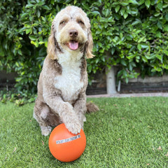 Doggie Dooley 8-inch ball on grass for supervised outdoor activity.