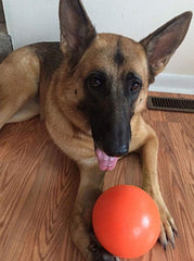 Doggie Dooley ball floats on water, enabling pool or lake play.