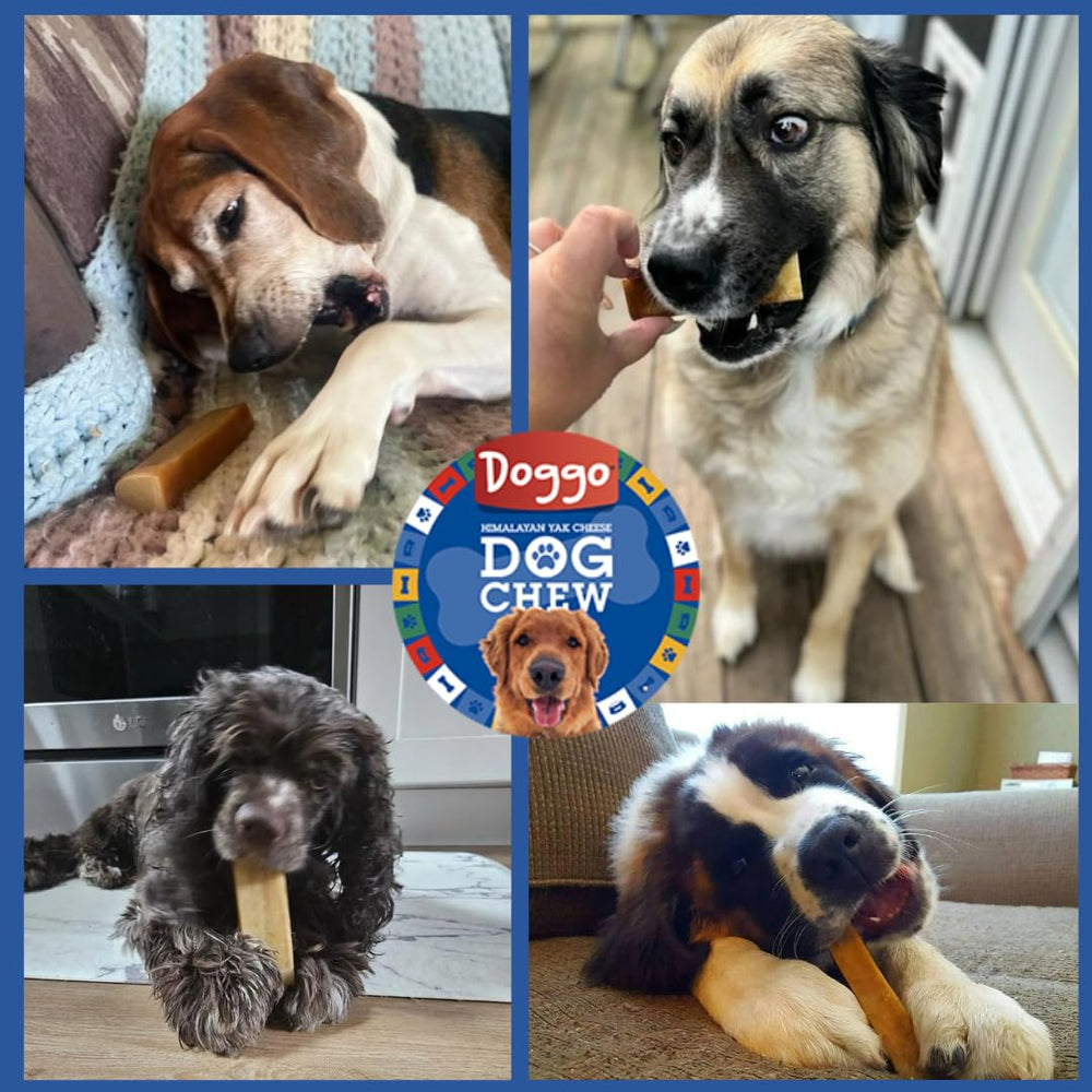 Doggo Dog Chew indoor-friendly, low-odor chew for home use.