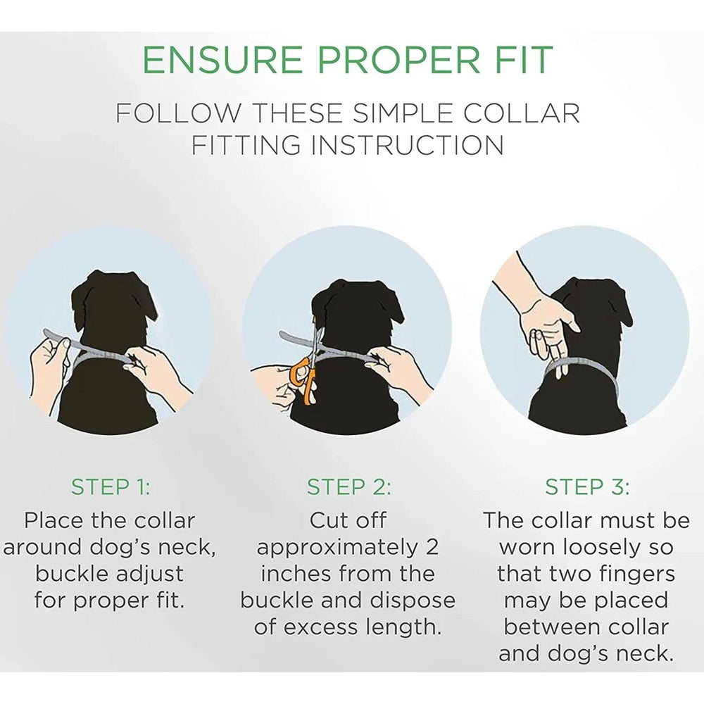 Doggy's Dinner adjustable collar on a medium dog for a secure, comfortable fit.