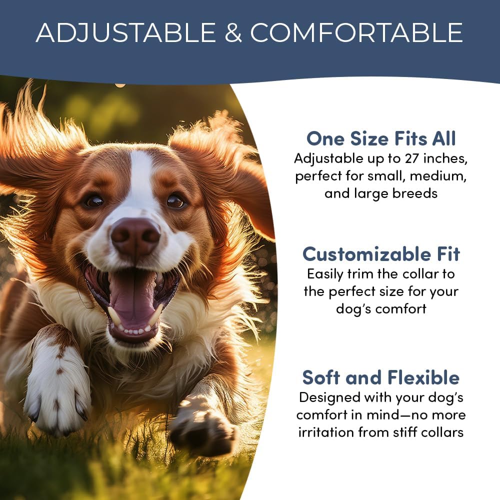 Doggy's Dinner waterproof collar shown during rain and outdoor play.
