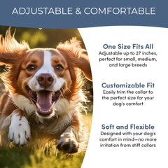 Doggy's Dinner waterproof collar shown during rain and outdoor play.