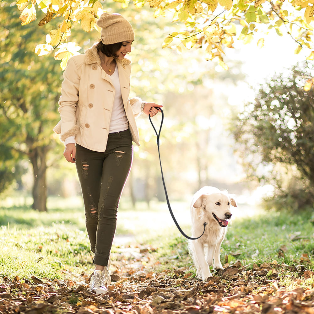 Dogline slip leash color variety demonstrates vibrant options for different dogs.