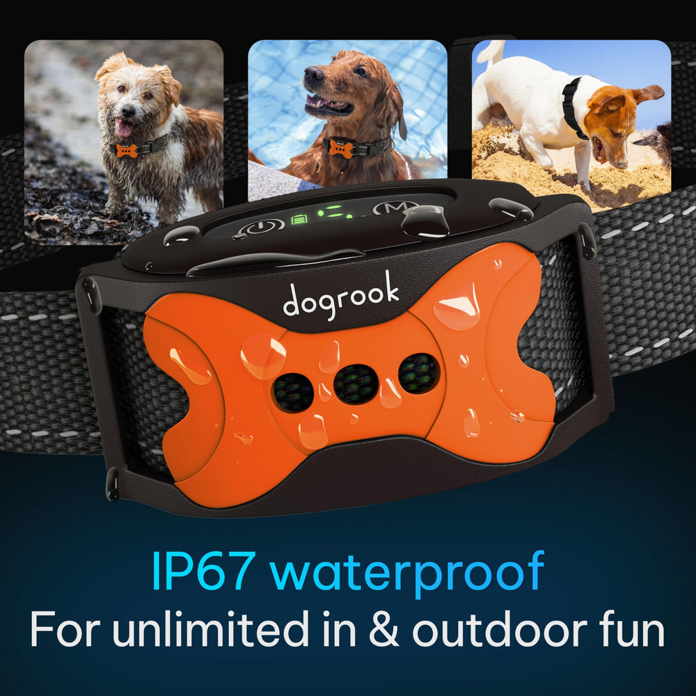 DogRook indoor/outdoor training companion during walks and play.