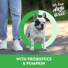Serving Dogswell Lamb Mini Jerky for a small dog during play