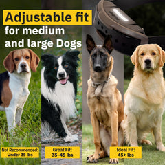 Dogtra 1900X LED collar light for nighttime visibility during walks