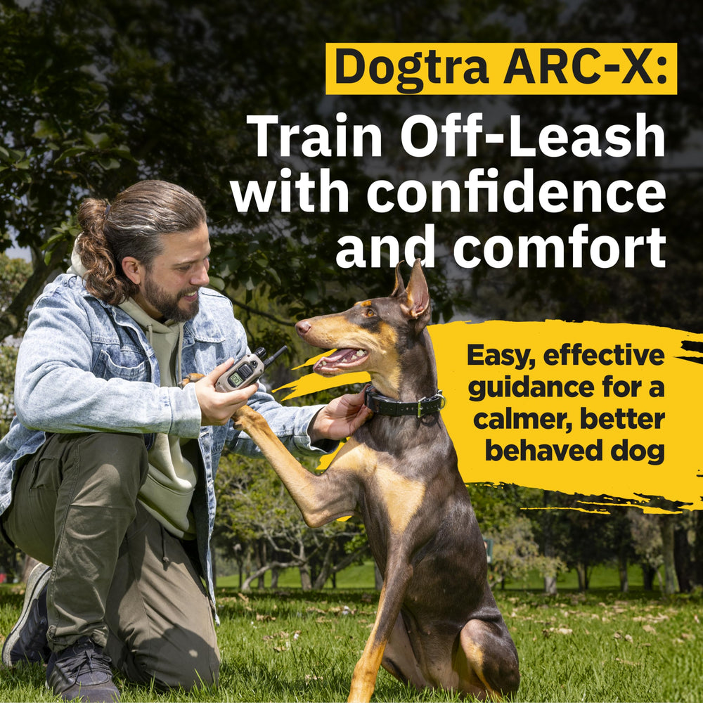 Dogtra ARC-X receiver on dog showing secure fit for training