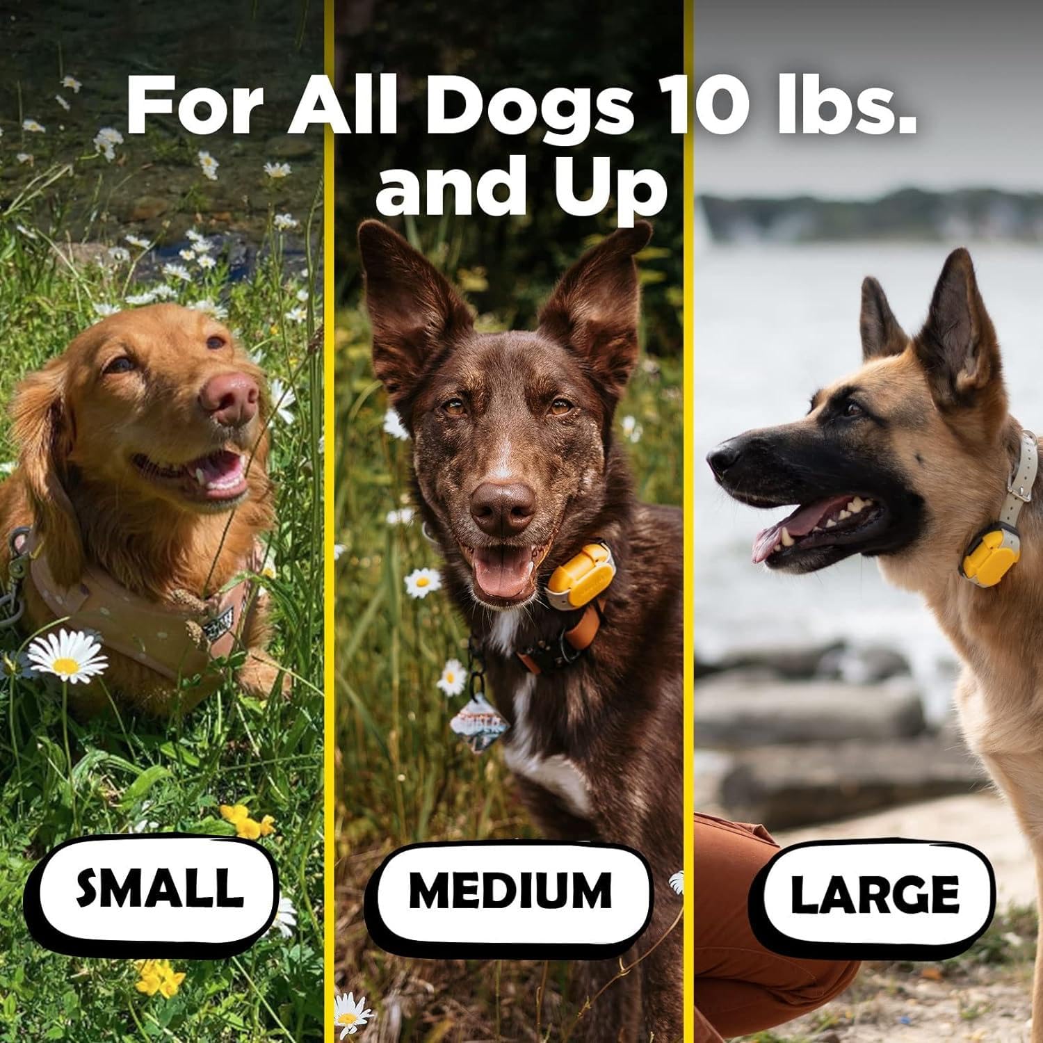 Dogtra CUE Yellow neck fit ensuring comfortable wear on dogs 10 lbs and up.