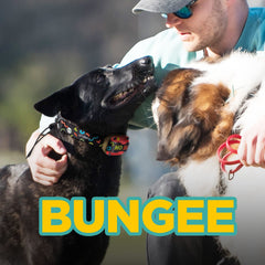 Dogtra Tom Davis Bungee Collar waterproof, ideal for outdoor use.