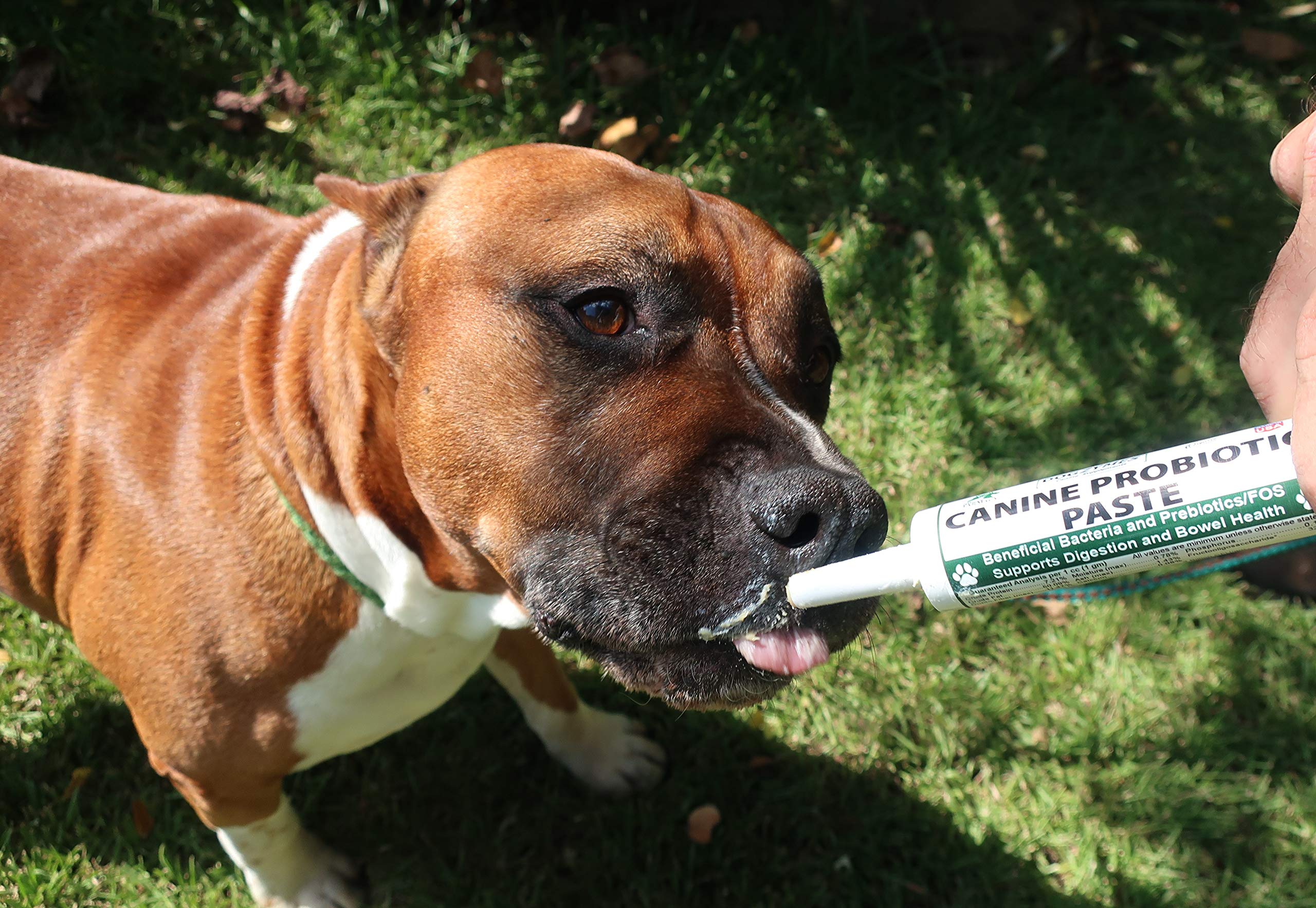 Dogzymes probiotic paste packaging on shelf for convenient access.