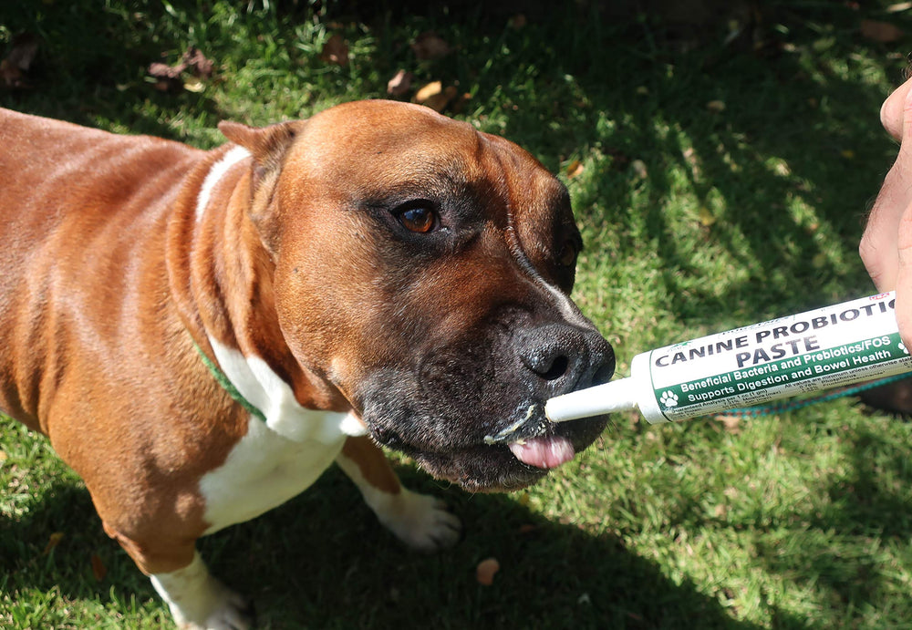 Dogzymes probiotic paste packaging on shelf for convenient access.