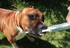 Dogzymes probiotic paste packaging on shelf for convenient access.