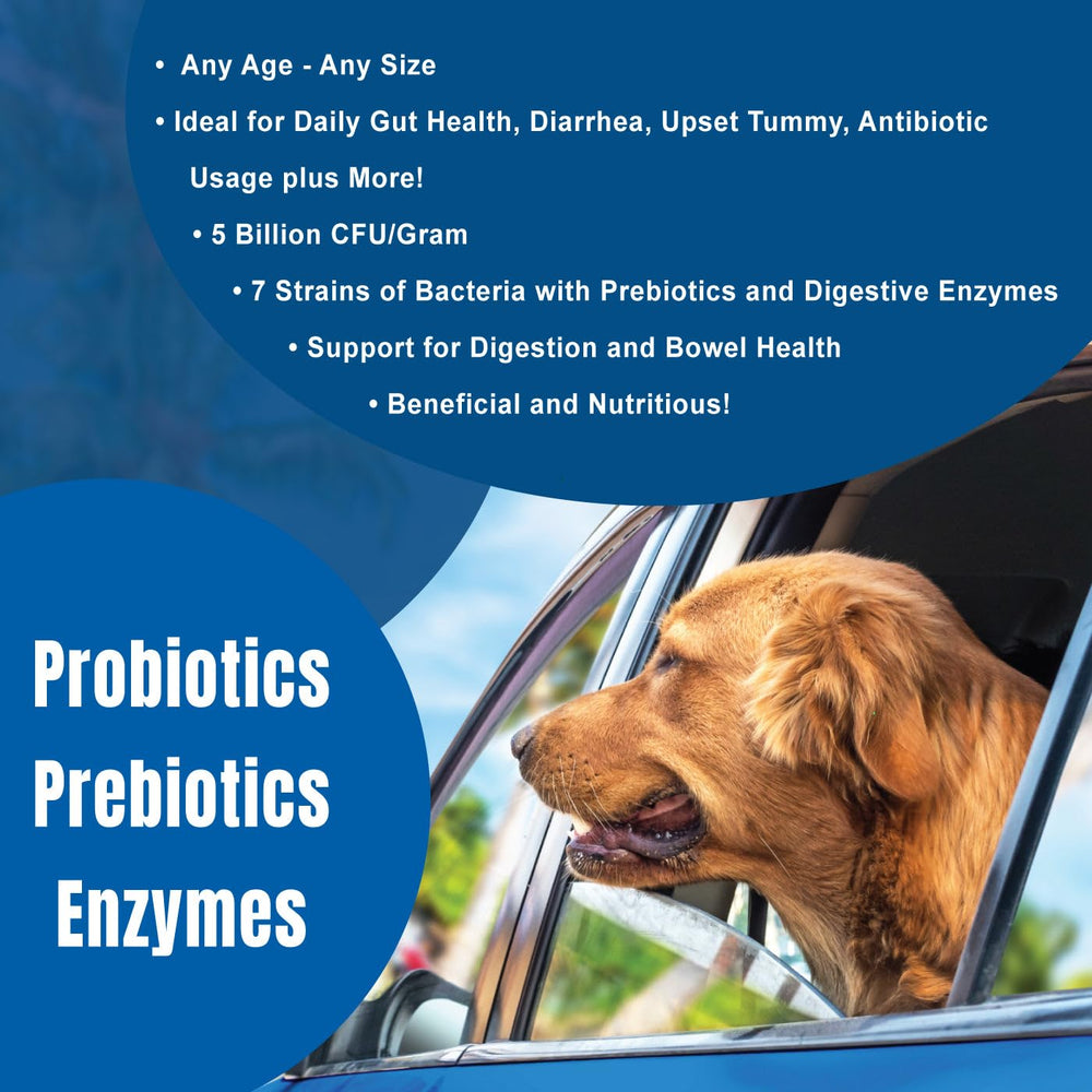 Dogzymes dissolvable powder on dry food adds convenient daily supplementation