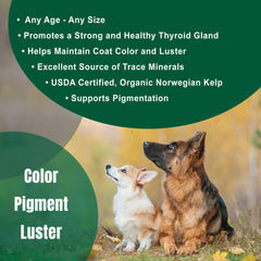 Dogzymes kelp iodine sourcing image—natural mineral source for thyroid-related nutrition.