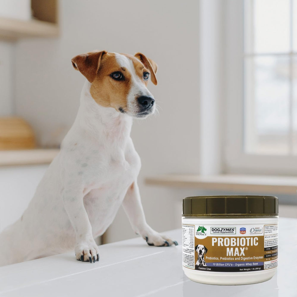 Fine Dogzymes Probiotic Max powder texture ready to mix into meals.
