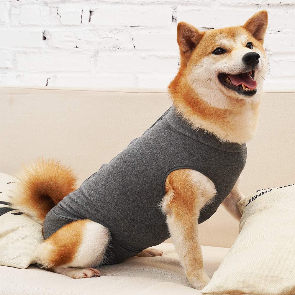 Dotoner e-collar substitute grey XL wearing scene; allows eating freely.