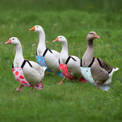 DoubleFill strawberry-pattern diaper for lively poultry indoors