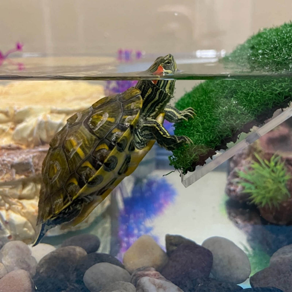 DoubleWood Lawn Turtle Basking Platform fits 20x12x5 cm tanks for secure basking.