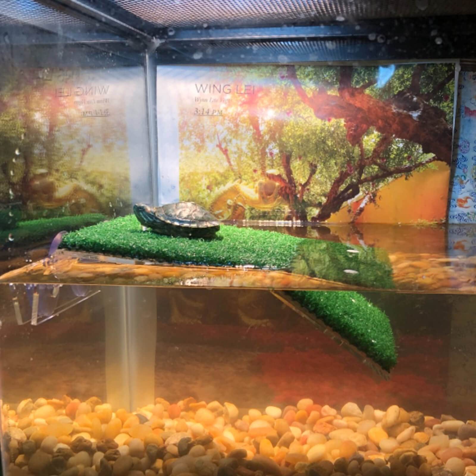 DoubleWood Turtle Platform side view shows compact profile for tank setup.