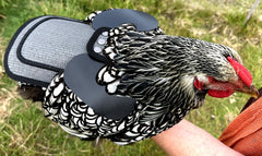 DOWN UNDER OUTDOORS back protection design shields hens during mating