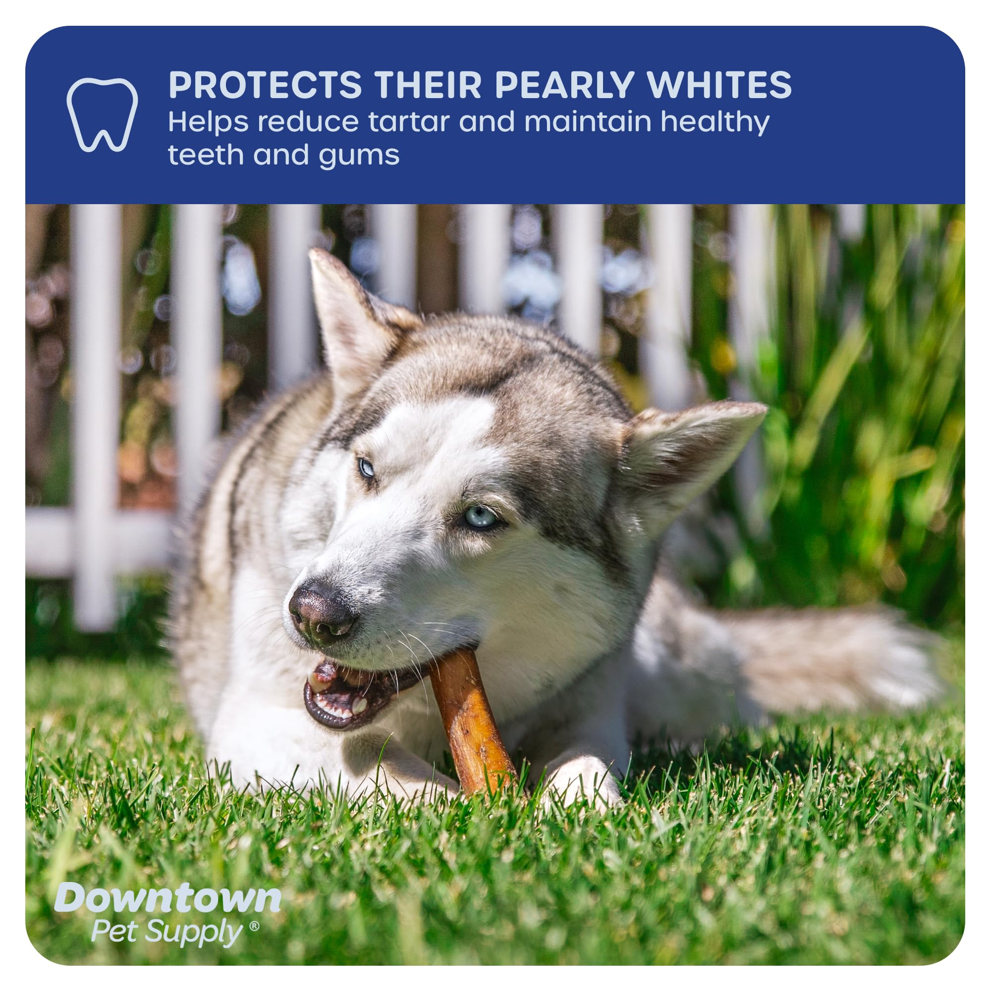 Downtown Pet Supply 12-inch jumbo stick close-up showing durable texture for tough chewers.