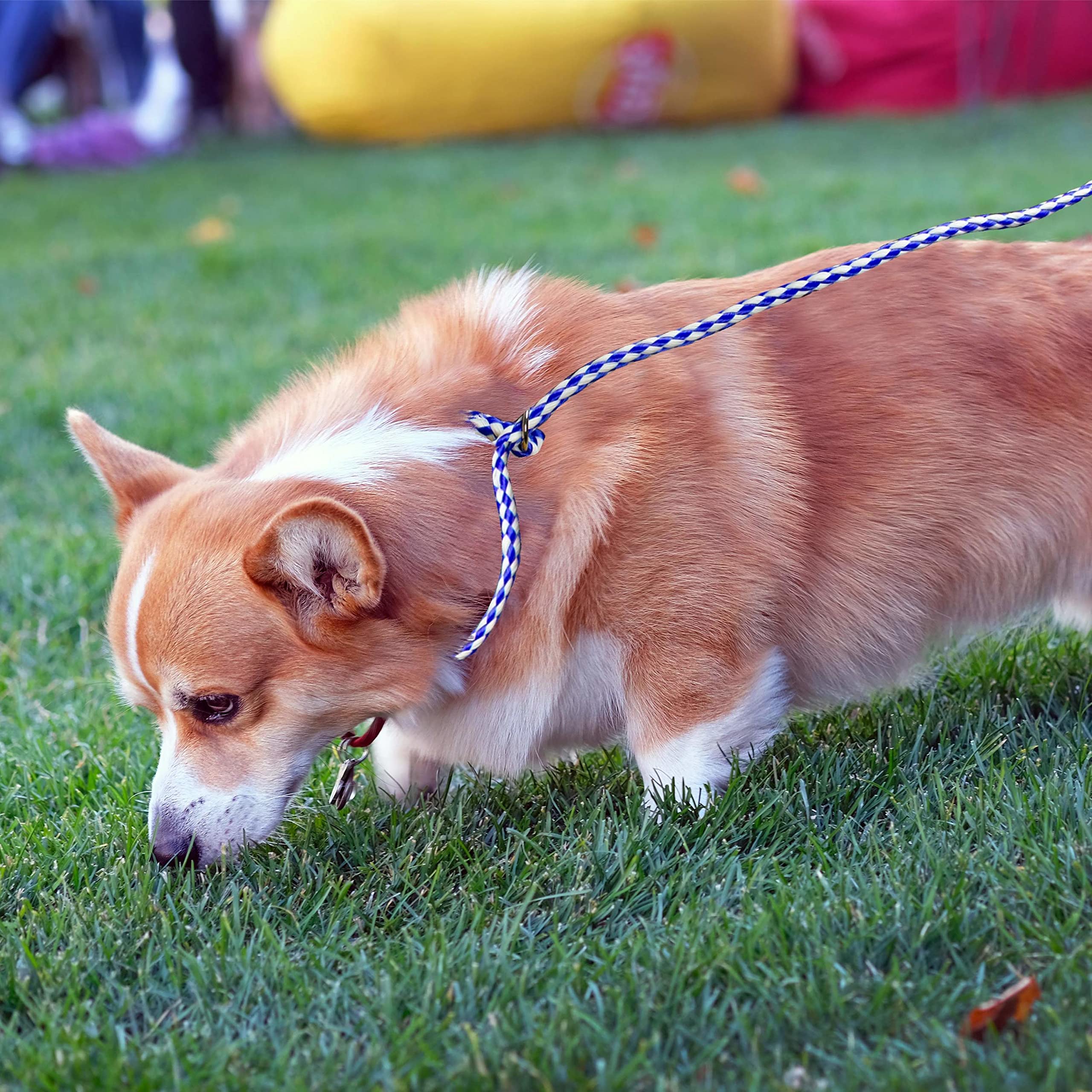Downtown Pet Supply daycare scenario with slip lead guiding a dog.