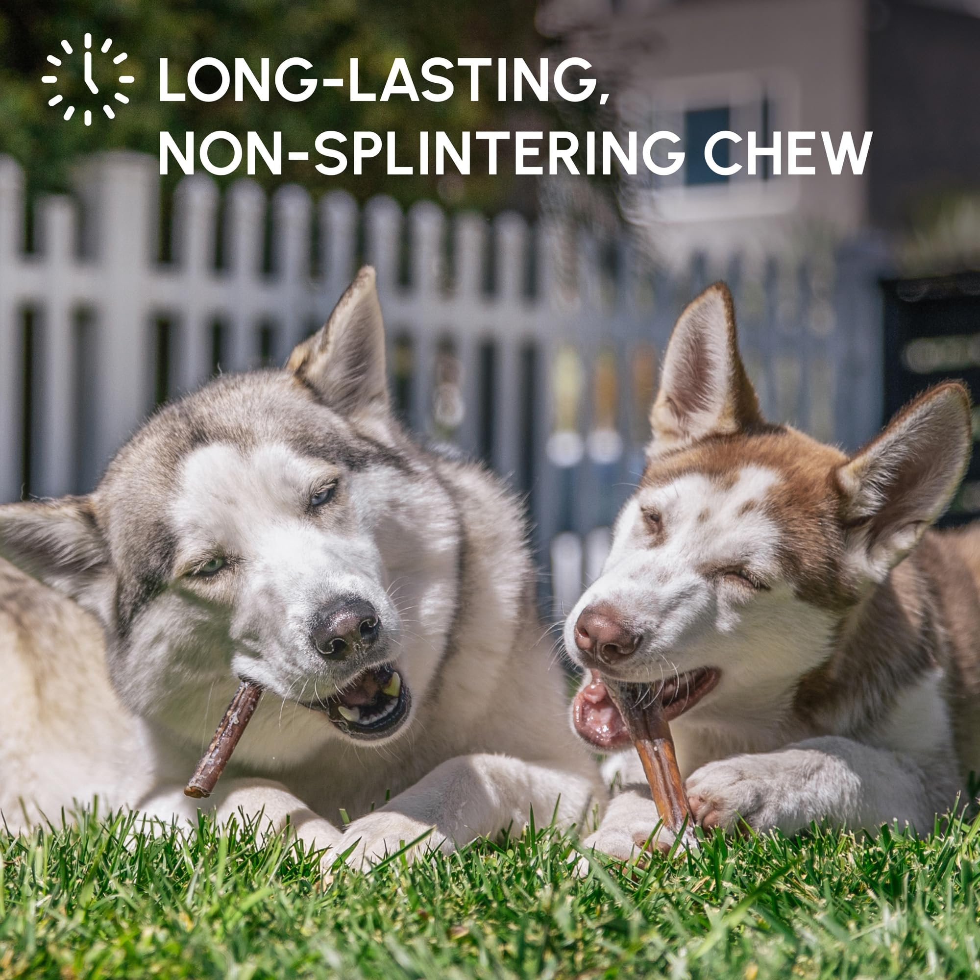 Downtown Pet Supply chew with potential dental-friendly action for dogs