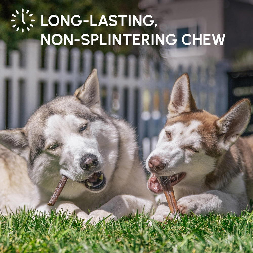 Downtown Pet Supply chew with potential dental-friendly action for dogs