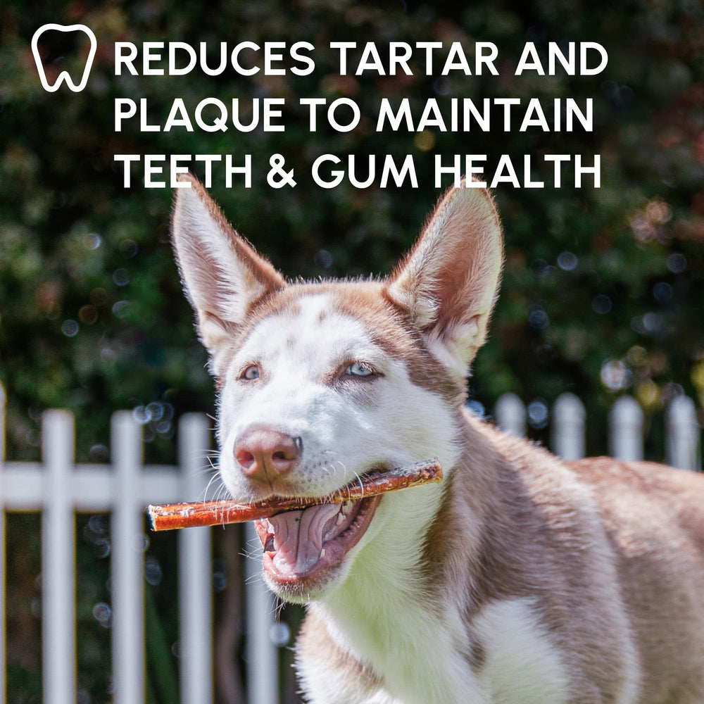 Downtown Pet Supply indoor-friendly 6-inch chew for dogs